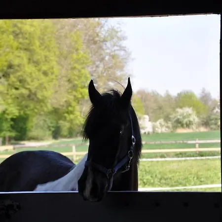 Tinyhouse Zirkuswagen- Kotten Kunterbunt * ノットウルン