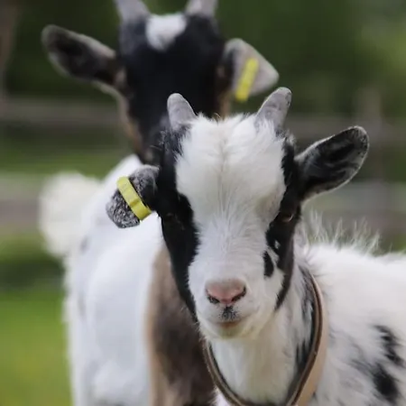 Tinyhouse Zirkuswagen- Kotten Kunterbunt *