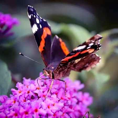 Tinyhouse Zirkuswagen- Kotten Kunterbunt Holiday home *