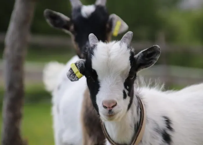 Tinyhouse Zirkuswagen- Kotten Kunterbunt *