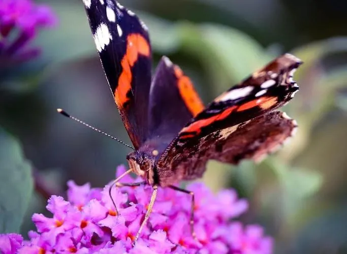 Tinyhouse Zirkuswagen- Kotten Kunterbunt 度假居 *
